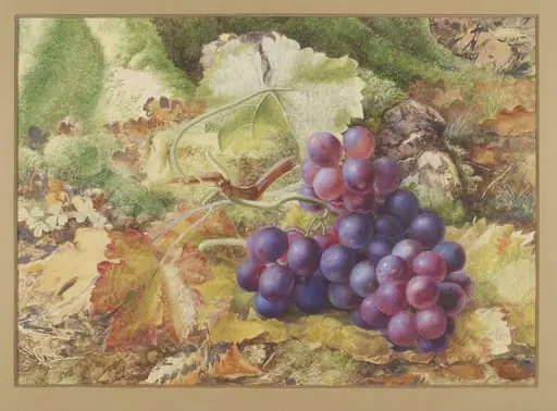 Study of Black Grapes