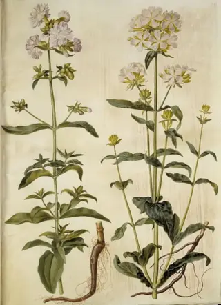 Saponaria officinalis (almindelig sæbeurt), 1654