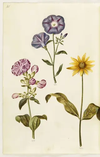 Saponaria officinalis (almindelig sæbeurt); Convolvulus tricolor (jomfruskørt); Helianthus (?) (solsikke-art)