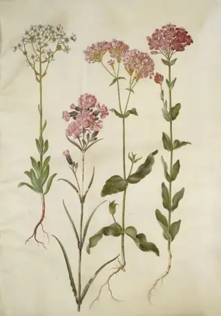 Saxifraga paniculata (klippe-stenbræk); Silene viscaria (almindelig tjærenellike); Silene armeria (knippe-limurt);, 1654