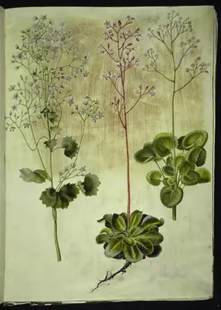 Saxifraga rotundifolia (rundbladet stenbræk); Saxifraga umbrosa (skygge-stenbræk); Saxifraga geum (porcelænsblomst)