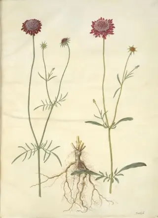 Scabiosa atropurpurea (enkeblomst), 1654