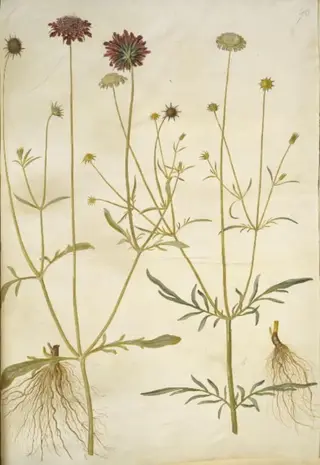 Scabiosa atropurpurea (enkeblomst); Scabiosa columbaria (due-skabiose)