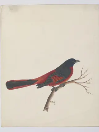 Scarlet minivet