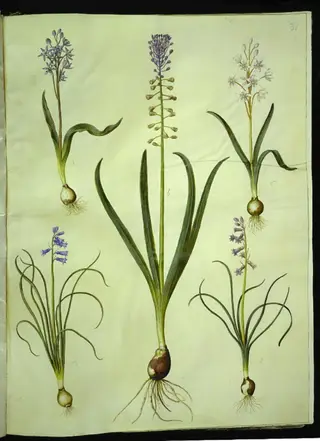 Scilla bifolia (tobladet skilla); Muscari comosum (duskhyacint); Brimeura amethystina (pyrenæisk hyacint)