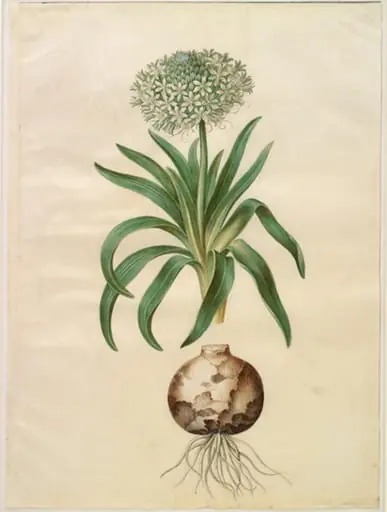 Scilla peruviana (kæmpe-skilla)