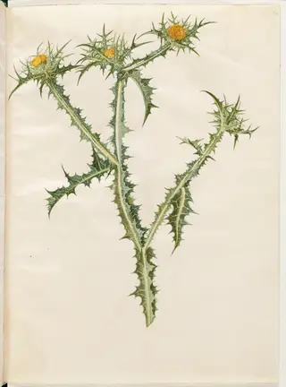 Scolymus hispanicus (spansk guldtidsel)