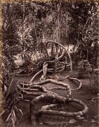 A Creeper in the Peradeniya Gardens, Ceylon, by Scowen & Co.