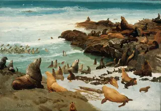 Seal Rocks, Farallons