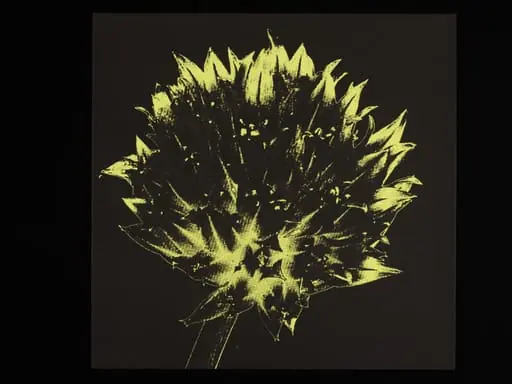 Too much going on - Blooming Chive, by Sebastiano Ricci