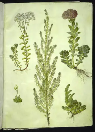 Sedum album (hvid stenurt); Sedum anacampseros (rundbladet stenurt); Sedum (stenurt); Suaeda vera (busk-strandgåsefod); Sedum rupestre (bjerg-stenurt)