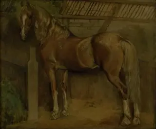 Seksten-årig hingst af Knabstrup-racen