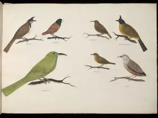 Seven Birds, 1826