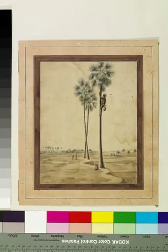 A toddy-tapper, by Sewak Ram