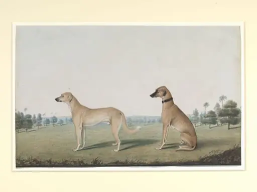Two dogs in the compound of a Calcutta house, by Shaikh Muhammad Amir of Karraya