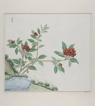 Shan dan hua