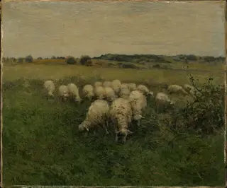 Sheep Grazing in an Open Field