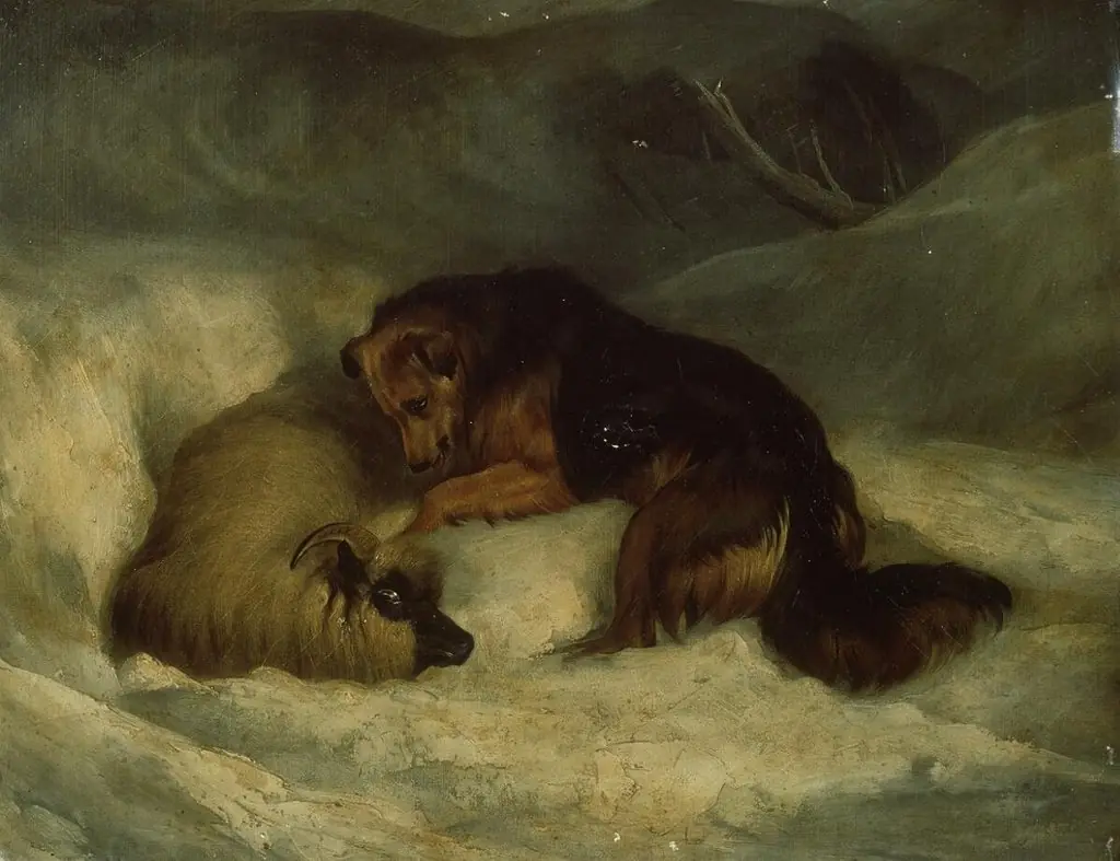Sheepdog rescuing ram from snowdrift