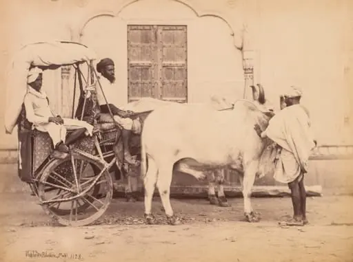 Bullock Cart, Delhi, by Shepherd & Robertson