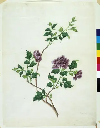 Shrubby Althaea