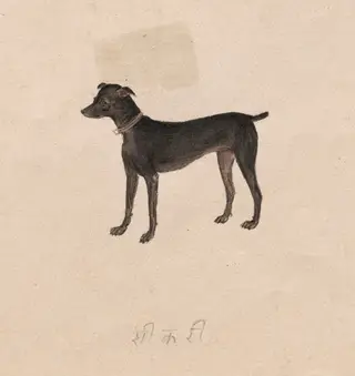 Sikari