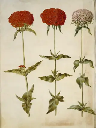 Silene chalcedonica (brændende kærlighed)