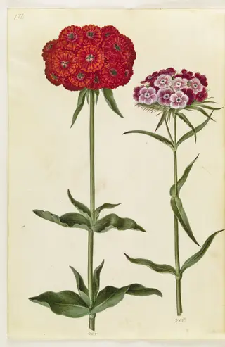 Silene chalcedonica (brændende kærlighed); Dianthus barbatus (studenter-nellike), 1650