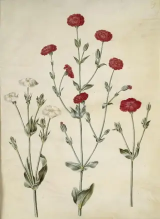 Silene coronaria (krone-limurt)