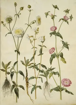 Silene latifolia (aften-pragtstjerne); Silene dioica (dag-pragtstjerne), 1654