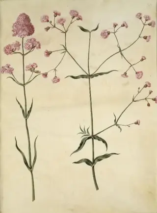 Silene viscaria (almindelig tjærenellike); Silene (trævlekrone)