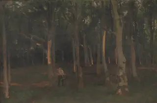 Skov ved solnedgang