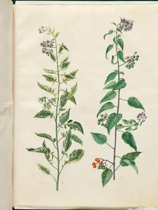 Solanum dulcamara (bittersød natskygge)