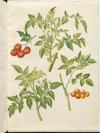 Solanum lycopersicum (almindelig tomat), 1654