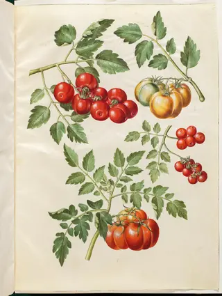 Solanum lycopersicum L. (almindelig tomat )