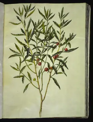 Solanum pseudocapsicum (jerusalem-koralbær)