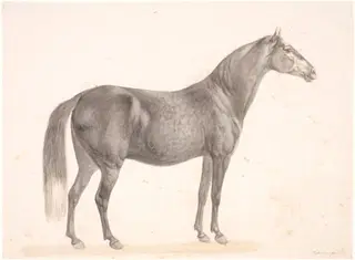 Sort hest