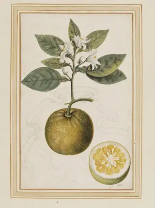 Sour orange