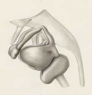 Specimen of the embryological head, 1968
