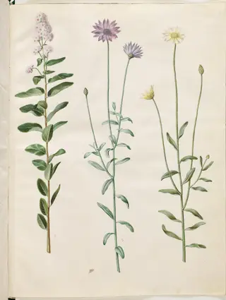 Spiraea salicifolia (pilebladet spiræa); Catananche caerulea (blå rasleblomst)