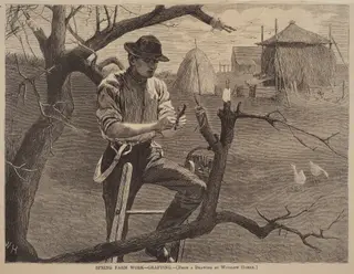 Spring Farm Work - Grafting