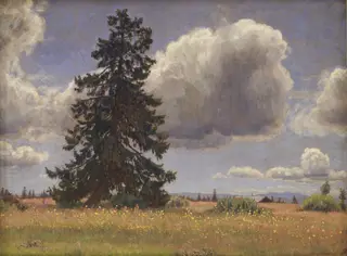 Spruce Tree in a Summer Pasture. Norway