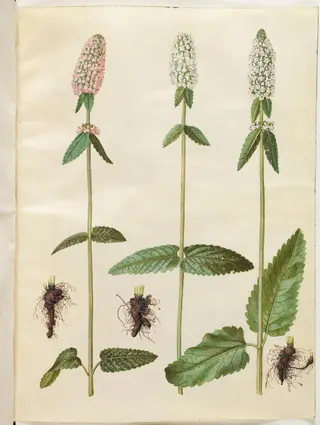 Stachys officinalis (læge-betonie)