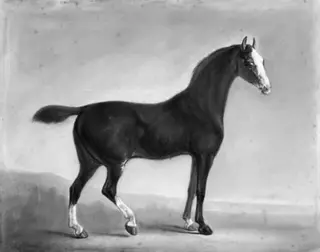 Standing Brown Horse