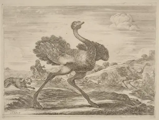 Ostrich Hunt, by Stefano Della Bella