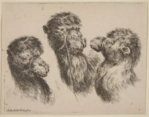 Three Camel Heads, by Stefano Della Bella