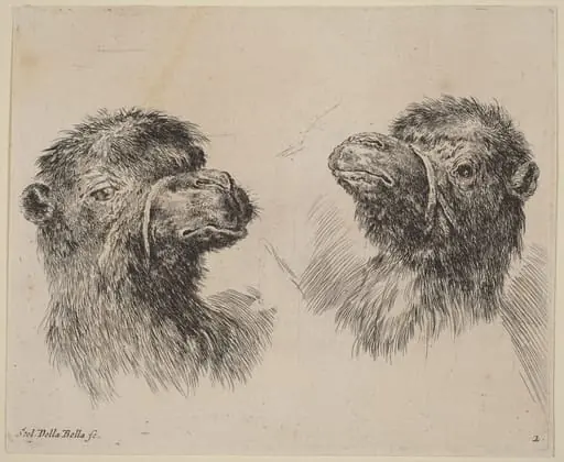Two Camel Heads, by Stefano Della Bella