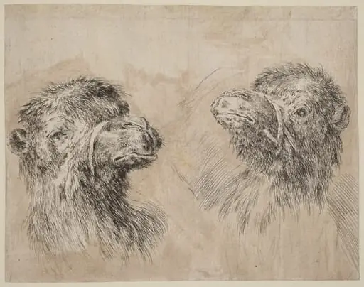 Two Camel Heads [recto], by Stefano Della Bella