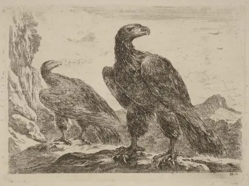 Two Eagles, Both with Heads Turned to the Right, by Stefano Della Bella
