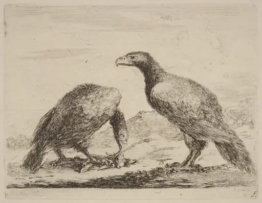 Two Eagles, One Eating a Small Lamb, by Stefano Della Bella