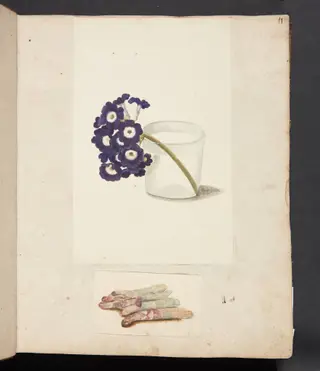 Studie af blomst i glas med vand og hvide asparges